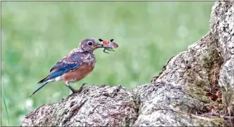  ?? COURTESY OF DEBRA BANGASSER WAXLER ?? Researcher­s want to know if birds, like this Eastern bluebird, with a spotted lanternfly in its beak, are native predators of the insect.