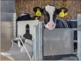  ?? ?? Left: CAFRE calves are grouped and on the automatic feeder for 55 days and fed 60kg of milk replacer until weaning.