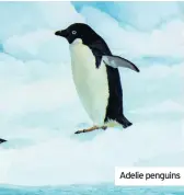  ??  ?? Adelie penguins
