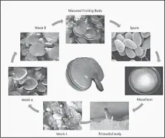  ??  ?? Photos show the growth process of Ganoderma lucidum.