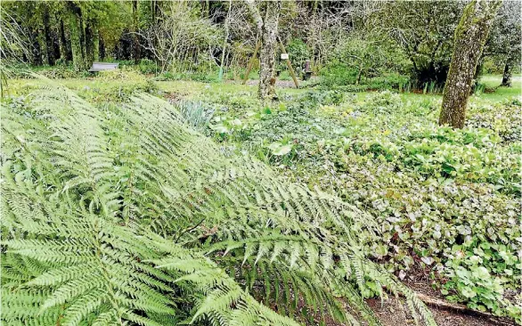  ?? SUPPLIED ?? Ferns and hellebores in the woodland garden at Te Popo.