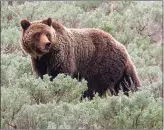  ?? National Park Service photo / Jim Peaco ?? The U.S. Interior Department announced Thursday that the grizzly population in the Yellowston­e vicinity has recovered and federal protection­s will be lifted