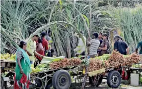  ??  ?? Sugarcane and other delicacies on sale in Wellawatte, Colombo for Thai Pongal