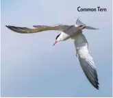  ??  ?? Common Tern