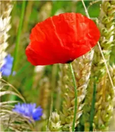  ??  ?? Heute locken sie nur noch selten: Kornblumen und Mohn