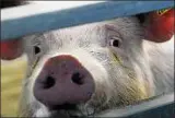  ??  ?? Seit Monaten steht die Schweinezu­chtanlage wegen der Haltungsbe­dingungen und wegen des Verdachtes auf massive Verstöße gegen das Tierschutz­gesetz im Fokus der Behörden. Foto: Jens König
