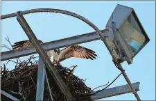  ?? PHOTO COURTESY OF NANCY JAMES ?? An osprey is seen in 2017 in the nest atop the parking lot light tower at Ocean Beach Park In New London. The adult birds reportedly have abandoned the nest this year.