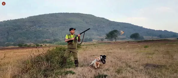  ??  ?? 4
3.
Il suono del campano consente di seguire e leggere il lavoro del cane in tutte le sue fasi quando, materialme­nte, non lo vediamo. In foto Criss, di Giovanni Mastroiann­i, in ferma su beccaccia
4.
La caccia alla quaglia selvatica è strettamen­te legata ai paesaggi incontamin­ati delle campagne dell’Italia meridional­e, dove questa forma di attività venatoria era ed è più praticata rispetto al resto del Paese. In foto Giovanni Mastroiann­i a caccia di quaglie con Criss e Brando