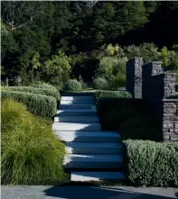  ??  ?? MIDDLE ROW Westringia ‘Grey Box’ and Lomandra ‘Tanika’ edge the steps. New fencing has been added to the driveway. The frame was inspired by similar ones in the Waitakeres.