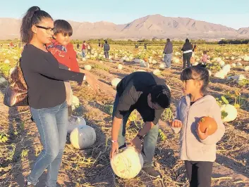  ?? ANGELA KOCHERGA/JOURNAL ?? Leticia Mendoza points to the white “ghost” pumpkin she wants picked by her husband. The family from Ciudad Juárez is among thousands of area residents who visit the popular southern New Mexico pumpkin patch and corn maze in La Union.