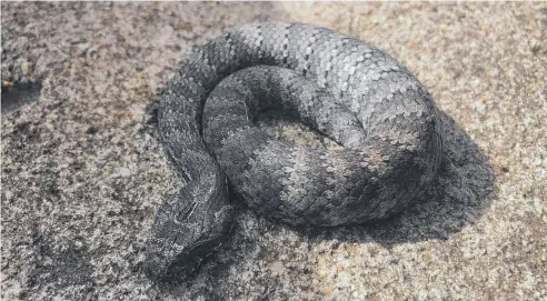  ??  ?? DEADLY: Common death adder, acanthophi­s antarcticu­s