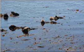  ?? ?? Sea otters are the stars of the show in Morro Bay, especially when there are pups. Here, a group of the animals, once nearly extinct, hangs out by the Coleman Drive viewing area.