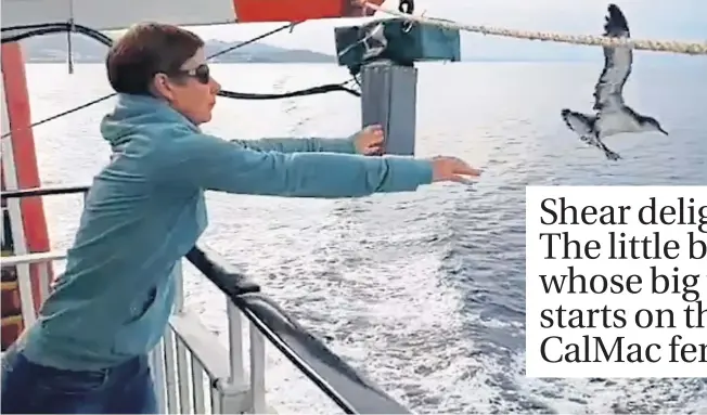  ??  ?? A Manx Shearwater is released from the deck of MV Lord off Rum after being stranded in Mallaig