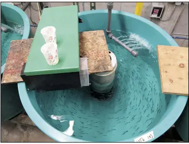  ?? (File Photo/aP/Mary Esch) ?? Baby bloaters being reared to restore the prey fish population in Lake Ontario swim June 4, 2013, in a tank at the U.S. geological Service’s tunison Laboratory of aquatic Science.