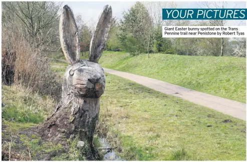  ??  ?? Giant Easter bunny spotted on the Trans Pennine trail near Penistone by Robert Tyas