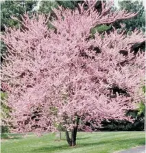  ?? COURTESY PHOTO ?? Each town resident and business will be offered up to two free trees. Tree varieties will include Kwanzan and Yoshino cherry.