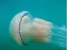  ?? Foto: tt-AP/PAt WellenbAcH
Foto: tt-AP/GrAeme HAys ?? Lungmanete­n (Rhizostoma pulmo) är en stor art. Liksom andra maneter består den huvudsakli­gen av vatten.