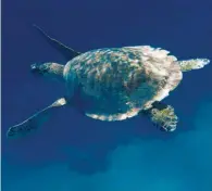  ??  ?? Zu Wasser helfen etwa grüne Meeresschi­ldkröten im Golf von Mexiko.
