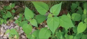  ??  ?? Mulberry weed (Fatoua villosa) is a summer annual that spews seeds all around it, ensuring its unwanted return.
(Special to the Democrat-Gazette)