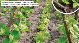  ??  ?? Spare ground between crops can be planted up with a few short rows of lettuce