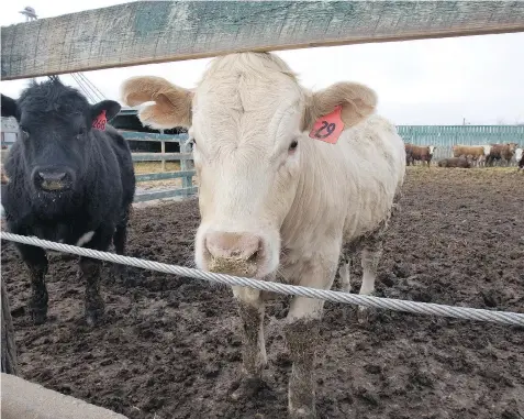  ??  ?? Beef prices have been coming down recently, which should have a positive effect on consumers, but a negative effect on producers, industry experts say.