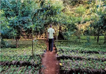  ??  ?? A worker passes young coffee plants in a plant nursery in Mozambique.