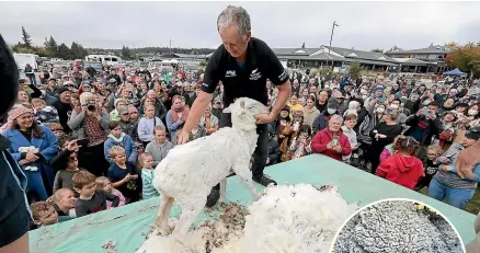  ?? SUPPLIED, GEORGE EMPSON/STUFF ?? Blade shearer Tony Hobbs finishes the shearing of Shrekapo. Right, Shrekapo was caught on Mt Edward near Takapō/Tekapo, and was the star of Tekapo’s Easter Monday Market.