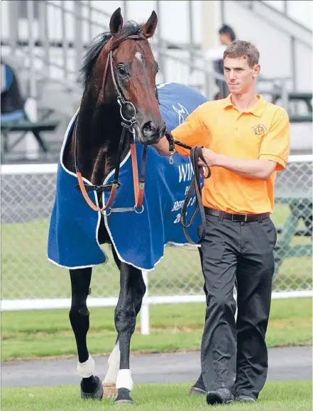  ??  ?? A job well done: Burgundy and his strapper Michael Thompson parade following an impressive Windsor Park Breeders’ Stakes performanc­e at Te Rapa on Saturday.