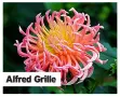  ??  ?? Alfred Grille