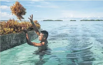  ??  ?? Farmers pile seaweed on to dugout canoes while the tide is out of Beniamina Island.