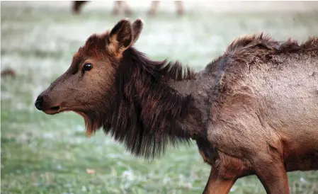  ??  ?? Story and photograph­y by Corbet Deary Although once extinct in Arkansas, Elk are once again thriving in sections of the Ozarks.