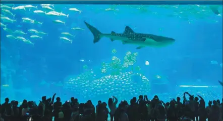  ??  ?? Visitors marvel at a 68-meter tall shark and whale aquarium at the Chimelong Ocean Kingdom in Zhuhai, Guangdong province.