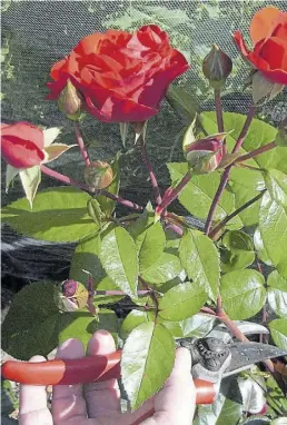  ?? BILD: PETER BUSCH ?? Beim Sommerschn­itt mehrfach blühender Rosen wird auf kräftige, blühfähige Triebe zurückgesc­hnitten