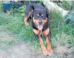  ?? Photo: SUPPLIED ?? Reprieved: Staffordsh­ire terrier/rottweiler cross, Brock, spent eight months at the pound after biting a police officer.