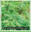  ?? ?? Acer palmatum ‘Emerald Lace’