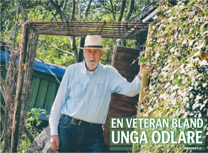  ?? FOTO: PAULINE CEDERBLAD ?? VETERAN. Roland Broberg har haft sin odlingslot­t i 39 år.