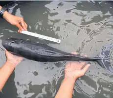  ?? COASTAL RESOURCES THAILAND PHOTO BY DEPARTMENT OF MARINE AND ?? A young finless porpoise is measured after it was found beached in Trat. It is being cared for by coastal resources research staff.