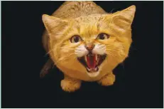 ??  ?? JOEL SARTORE/NATIONAL GEOGRAPHIC A male sand cat (Felis margarita) is photograph­ed at the Chattanoog­a Zoo in Tennessee, the US. This small wildcat is adapted for desert environmen­ts of northern Africa, central Asia, and the Arabian Peninsula.