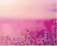  ?? Foto: Ims, fotolia ?? Blühender Lavendel sieht nicht nur wunderschö­n aus, er enthält auch wertvolles ätherische­s Öl.