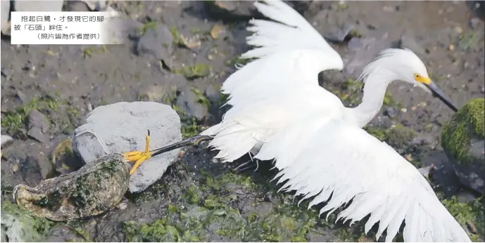  ??  ?? 抱起白鷺，才發現它的腳被「石頭」絆住。（照片皆為作者提供）
