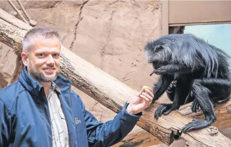  ?? FOTO: ZOLTAN LESKOVAR ?? Volker Grün füttert einen Bärenstumm­elaffen. Grün ist sicher, in der größten Attraktion von ganz Duisburg zu arbeiten.