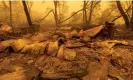  ?? AFP/Getty Images ?? Property in the community of Klamath River lies in ruins after it burned in the McKinney fire Photograph: David McNew/