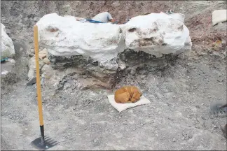  ??  ?? A dog naps by a sandstone block, white from a protective coating of plaster, that contains Utahraptor bones.