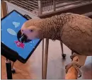  ?? INTERACT ANIMAL LAB VIA THE NEW YORK TIMES ?? A parrot interacts with a mobile app, which have the potential as an enrichment tool for the birds if tailored to their biology.