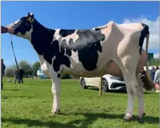  ?? ?? Mossbog Lambda Rachel was champion in the dairy section for George Borland