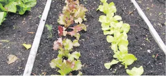  ??  ?? These young lettuces have been sown directly outdoors and then thinned to develop fully.