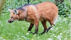  ??  ?? Ein Foto vom „Übeltäter“: Dieser Mähnenwolf riss die Störchin, die versehentl­ich in sein Gehege geflogen war.