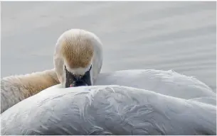  ??  ?? Left: Mute swan taken by Mike Stephen. Above: Bracklinn Falls, Callander taken by Ronnie Fleming.