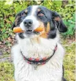  ?? FOTO: SVEN HEIDBRINK ?? Ein besonderer Spaß ist der Würstchenf­ang-wettbewerb, Catch the „Hot Dog“.