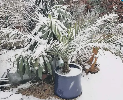  ??  ?? Despite its tropical looks, some palms will stand temperatur­es down to -8C – and snow.